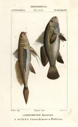 Långstjärtskräpare, Lonchurus lanceolatus 1 och mager, kräkare, stenbas, shadefish, Argyrosomus regius 2