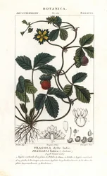 Mock jordgubbe, Potentilla indica