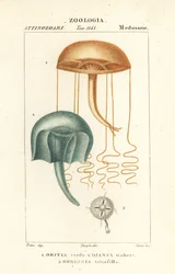 Medusa med blotta ögat, Orythia viridis, Oritia verde 1 och hydrozoans, Geryonia proboscidalis, Dianea gabert 2 och Liriope tetraphylla, Gerionia tetrafilla 3