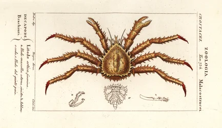 Norges kungskrabba, Lithodes maja