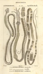 Parasitiska maskar och bandmaskar, Bothriocephalus coronatus 1, Bothriocephalus corolla 2 och gäddbandmask, Triaenophorus nodulosus 3