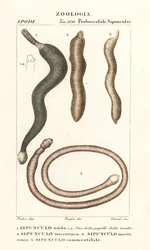 Jordnötsmaskar, Sipunculus nudus 1, Siphonosoma cumanense 4, etc.