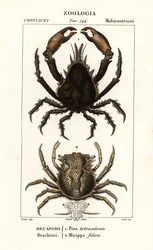 Pisa tetraodon och Micippa philyra