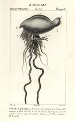 Portugisisk man o