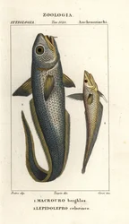 Roughhead grenadier eller lököga grenadier, Macrourus berglax 1 och hollowsnout grenadier, Coelorhynchus caelorhincus (Lepidoleprus coelorhinchus) 2