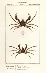 Scorpion spindel krabba och Leachs spindel krabba