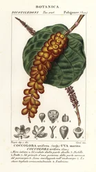 Seagrape eller baygrape, Coccoloba uvifera, Sea druva