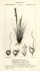 Spjutgräs, Piptochaetium panicoides
