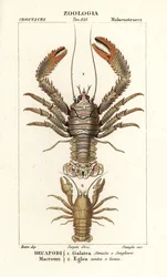 Squat hummer, Galathea strigosa 1 och Aegla laevis 2