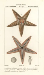 Sjöstjärna eller sjöstjärna, Asterias rubens
