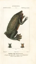 Surinam padda, Pipa pipa