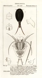 Grodyngelräkor