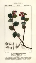 Tebär, Gaultheria domingensis