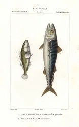 Treryggad klibbal och atlantmakrill