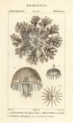 Upp och ner maneter, Cassiopea frondosa 1, Melicertum art 2 och obelia polyp 3