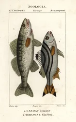 Zander, Sander lucioperca 1 och jarbua terapon, Terapon jarbua 2