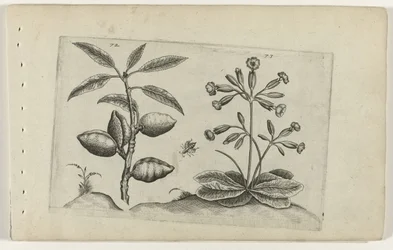 Amandelboom en gulden nyckelbloem Know the Lilies (serietitel)