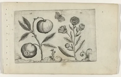 Assyrische appel en goudsbloem Know the Lilies (serietitel)