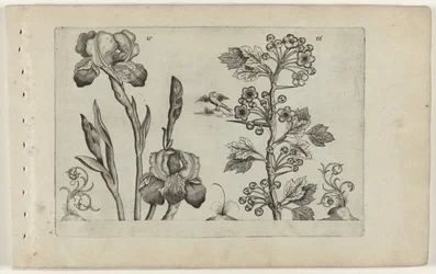 Bardiris och coralmeidoorn Cognoscite Lily (serietitel)