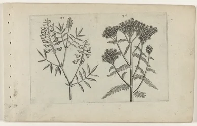 Boswikke en tuizendblad Know the Lilies (serietitel)