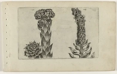 Thunderblade och mullein Cognoscite lilia (serietitel)