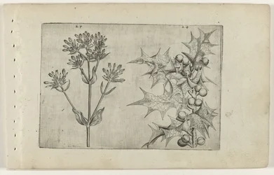 Centaury(?) och Holly Cognoscite lilia (serietitel)