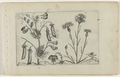 Erwt en korenbloem Know the Lilies (serietitel)