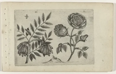 Du är en roos Know the Lilies (serietitel)
