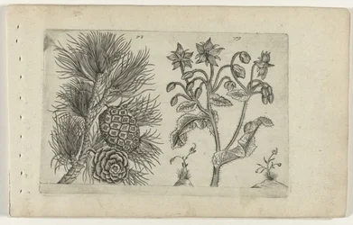 Grove den en bernagie Know the Lilies (serietitel)