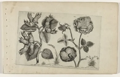 Hazelaar i rosor Cognoscite Lily (serietitel)