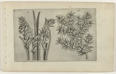 Hyacint och jenerbes Know the Lilies (serietitel)