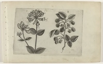 Kamperfoelie en framboos Know the Lilies (serietitel)
