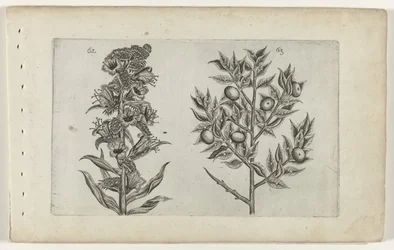 Kromhals en muisdoorn Know the Lilies (serietitel)