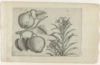 Kweepeer och muurbloem Cognoscite Lily (serietitel)