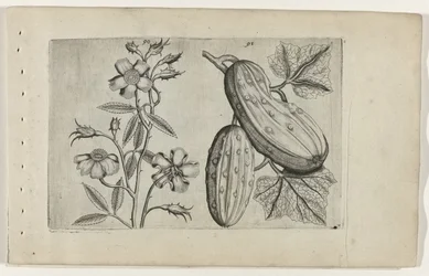 Muskusroos en kommer Know the Lilies (serietitel)