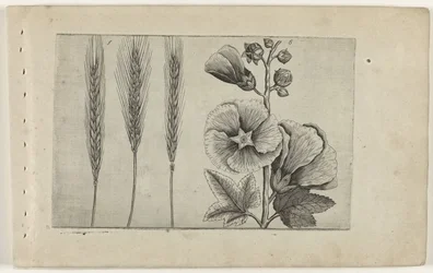 Rogge en stokroos Know the Lilies (serietitel)