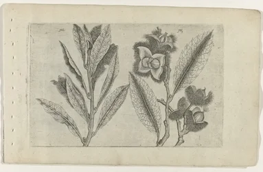 Salie en tamme kastanje Know the Lilies (serietitel)