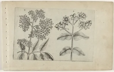 Sering en mansbloed Know the Lilies (serietitel)