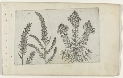 Tamarisk en vlasbekje Know the Lilies (serietitel)