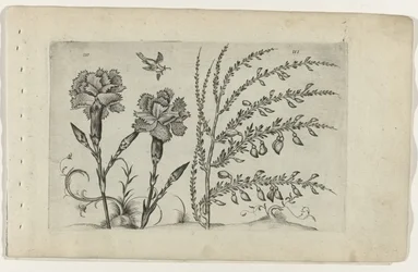 Tuinanjer en brem Know the Lilies (serietitel)
