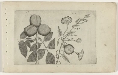 Walnootboom en akkerwinde Know the Lilies (serietitel)