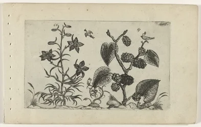 Vild delphinium och svart mullbär Cognoscite lilia (serietitel)