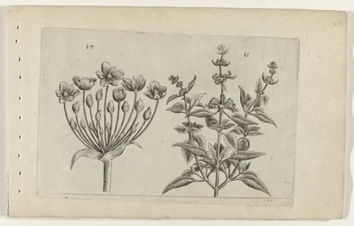 Svanblomma och småblommig salvia Cognoscite lilia (serietitel)