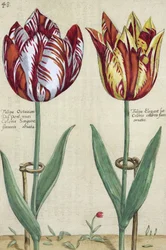Tulip Octavian del Pont, och Tulip Elegant, från "Garden Floridus", publicerad 1614-15