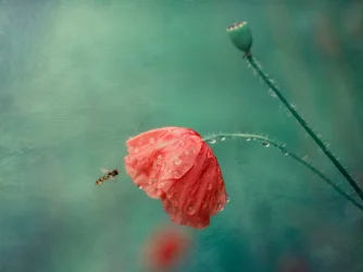 Vallmo och blomfluga
