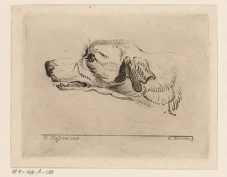 Huvudet på en hund