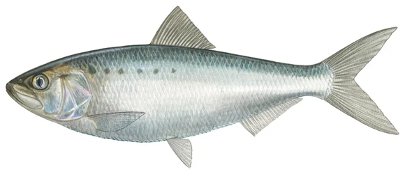 Amerikansk shad (akvarell)