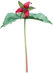 Röd trillium (akvarell och gouache)
