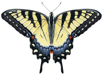 Tiger Swallowtail fjäril (gouache)