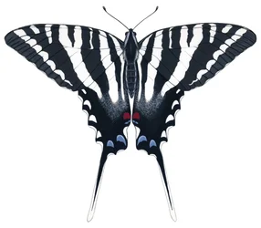 Zebra Swallowtail fjäril (gouache)
